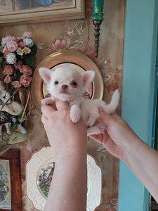 Ilus chihuahua beebi (3 foto / 10)