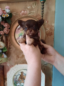 Ilus chihuahua beebi (7 foto / 10)