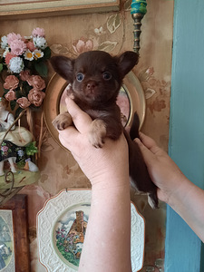Ilus chihuahua beebi (8 foto / 10)