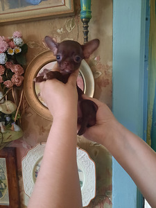 Chihuahua mini lapsed (4 kuud) (6 foto / 9)