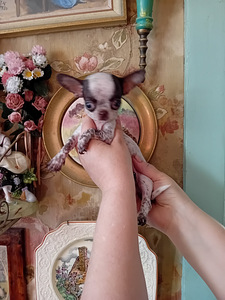 Imeline väike chihuahua (4 kuud) (3 foto / 8)