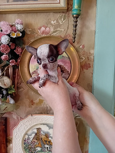 Imeline väike chihuahua (4 kuud) (4 foto / 8)