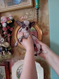 Ilusad chihuahua beebid (5 foto / 5)