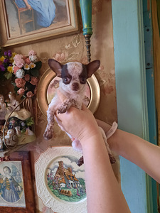 Imeline chihuahua poiss (100% mini) (4 foto / 7)