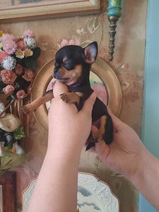 Ilusad chihuahua beebid (3 foto / 8)