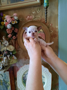 Ilusad chihuahua beebid (8 foto / 8)