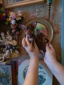Vahvad väikesed chihuahuad (1 foto / 10)
