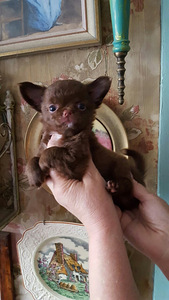 Ilusad chihuahuad - tume šokolaad (1 foto / 10)