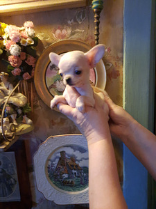 Ilusad chihuahua beebid (1 foto / 2)