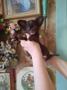Imelised chihuahua beebid (1 foto / 10)