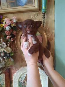 Imelised chihuahua beebid (5 foto / 10)