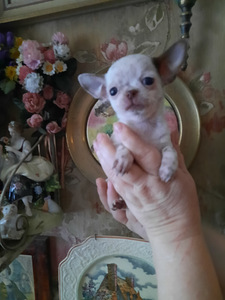 Ilusad väikesed chihuahuad. (5 foto / 9)