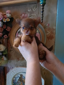 Ilusad väikesed chihuahuad. (4 foto / 9)