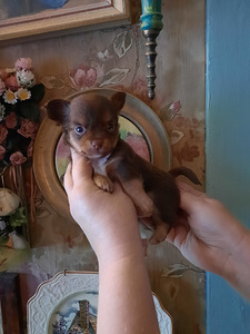 Ilusad väikesed chihuahuad. (8 foto / 9)