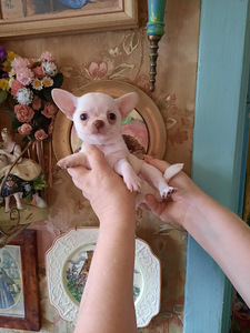 Ilusad väikesed chihuahuad. (9 foto / 9)