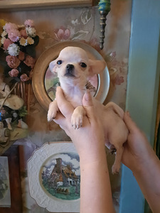 Ilusad chihuahua beebid (4 foto / 4)