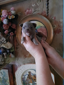 Imeline chihuahua beebi (6 foto / 6)