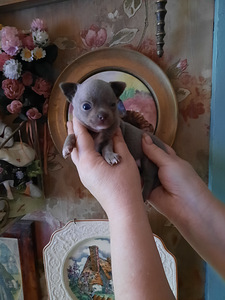 Imeline chihuahua beebi (2 foto / 6)
