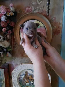 Imeline chihuahua beebi (3 foto / 6)