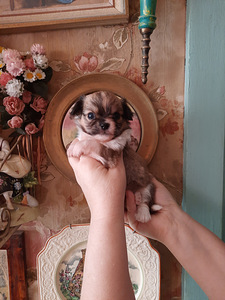 Ilusad chihuahua beebid (3 foto / 10)