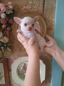 Ilusad chihuahua beebid (6 foto / 10)