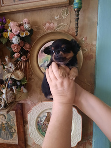 Ilusad chihuahua beebid (8 foto / 10)