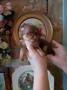Chihuahua beebid varuks (2 foto / 9)