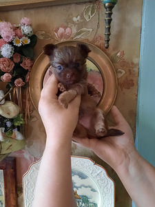 Chihuahua beebid varuks (7 foto / 9)