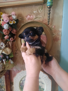 Chihuahua beebid varuks (8 foto / 9)