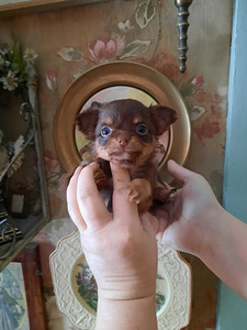 Chihuahua beebid varuks (9 foto / 9)