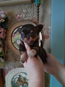 Ilusad chihuahua kutsikad (3 foto / 5)
