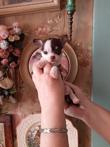 Chihuahua kutsikad (4 foto / 9)