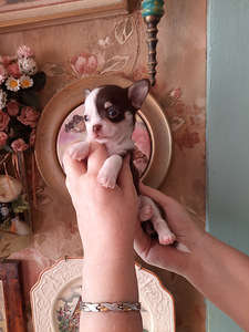 Chihuahua kutsikad (9 foto / 9)