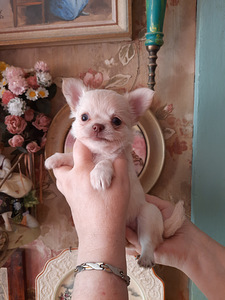 Imelised chihuahua kutsikad (1 foto / 6)