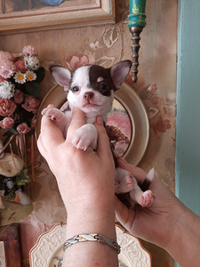 Imelised chihuahua kutsikad (2 foto / 6)