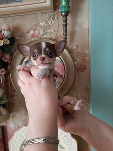Imelised chihuahua kutsikad (6 foto / 6)