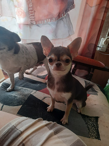 Imeline väike chihuahua (1 foto / 3)