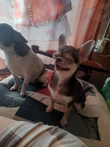 Imeline väike chihuahua (3 foto / 3)