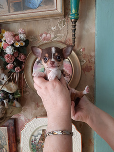 Chihuahua kutsikad (2 foto / 8)