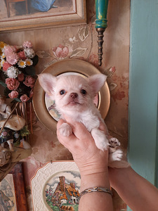 Chihuahua kutsikad (5 foto / 8)