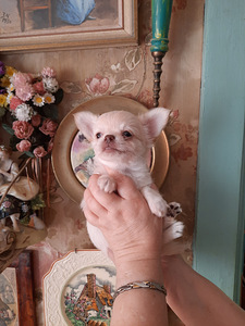 Chihuahua kutsikad (4 foto / 8)