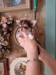 Chihuahua kutsikad (7 foto / 8)