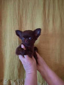 Chihuahua kutsikad (6 foto / 8)