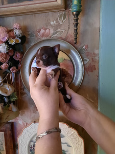 Võluv chihuahua kutsikas (miniatuur) (4 foto / 5)