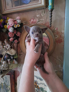 Chihuahua kutsikad (4 foto / 10)