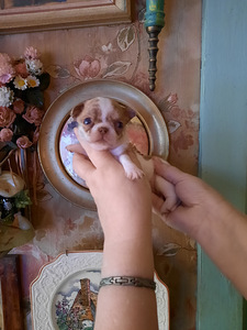 Chihuahua kutsikad (7 foto / 10)