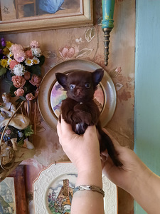 Ilusad chihuahua kutsikad (7 foto / 10)