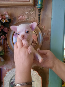 Ilusad chihuahua kutsikad (8 foto / 10)