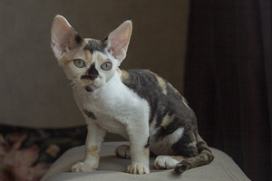 Devon rex