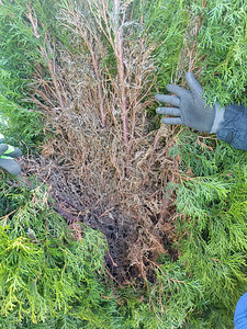 Kuiva okka koristamine tujas (1 foto / 5)